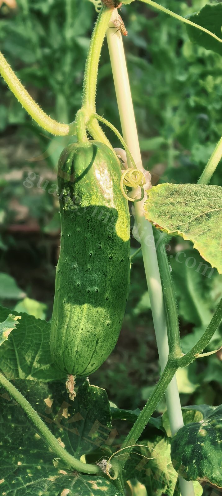 蔬菜种植