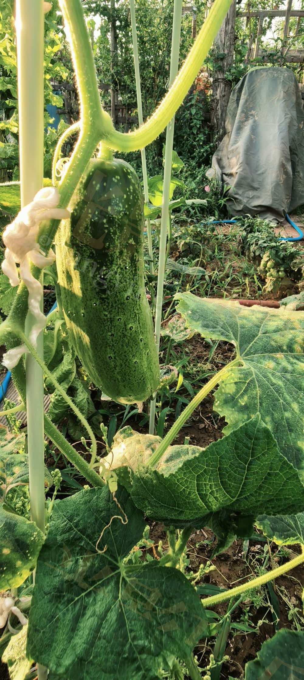 蔬菜种植