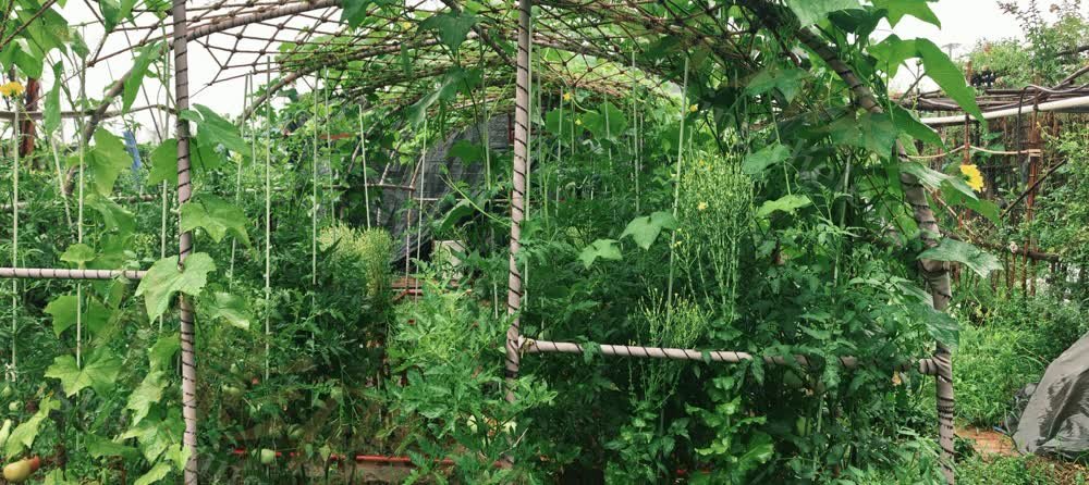 蔬菜种植